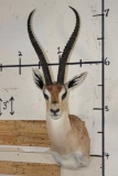 GRANT'S GAZELLE Shoulder Mount
