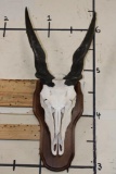 ELAND Skull on a Wooden Plaque