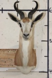 COMMON SPRINGBOK Shoulder Mount