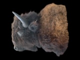 *New* BUFFALO or BISON Shoulder Mount with Big Horns