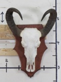 Big WATER BUFFALO Skull on Wooden Plaque with Removable Horns