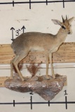 Life-sized GUNTHER'S DIK-DIK on a simulated Rock Wall Hanging Base