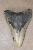 Big MEGALODON SHARK Tooth Fossil