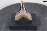 Polished MEGALODON SHARK TOOTH Fossil with a Display Stand