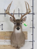 10-Point WHITETAIL DEER Shoulder Mount with a Big Rack