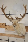 Big 23-Point WHITE FALLOW DEER Shoulder Mount with a Heavy Rack