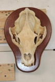 BLACK BEAR Skull on a Wooden Plaque