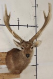 Big 8-Point SIKA DEER Shoulder Mount