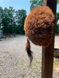 *New* BUFFALO Butt with a Big Tail