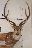 AXIS DEER Shoulder Mount