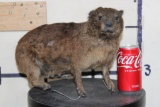 Life-sized ROCK HYRAX on Wires