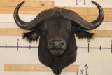 CAPE BUFFALO Shoulder Mount