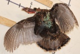 Life-sized Flying TURKEY with a Hook to Hang from the Ceiling
