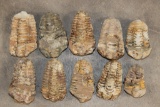 (10) TRILOBITE Fossils from Morocco (ONE$)