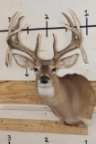 10-Point WHITETAIL DEER Shoulder Mount with Drop Tines