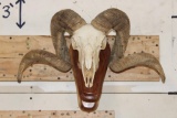 CORSICAN RAM Skull on a Wooden Wall Pedestal
