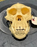 *New* Reproduction CHIMPANZEE or Chimp Skull with a Removable Jaw