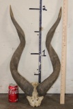 Giant SITATUNGA Horns on a Skull Cap