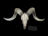TEXAS DALL RAM Skull and Horns
