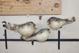(3) BLUNTHEAD PUFFER FISH (ONE$)