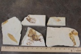 (5) Fish Fossil Plate Fragments, Weight: 1lb 1oz (ONE$)
