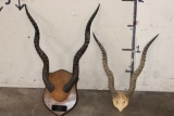 (2) Sets of BLACKBUCK Horns (ONE$)