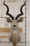 Big KUDU Shoulder Mount with Removable Horns