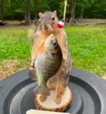 *New* FOX SQUIRREL with His 
