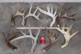 (8) WHITETAIL DEER Antler Sheds (ONE$)