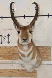PRONGHORN Shoulder Mount
