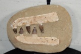 5 Authentic MOSOSAUR TEETH Fossils in a Reproduction Jaw and Rock Matrix