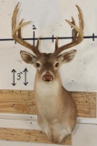 11-Point WHITETAIL BUCK Shoulder Mount