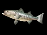 *New* Reproduction STRIPED BASS FISH Mount