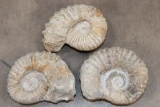 (3) AMMONITE FOSSIL Specimens from Morocco (ONE$)