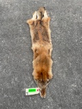 *New* Large Tanned COYOTE Hide