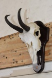 CHAMOIS Skull on a Wooden Plaque