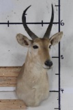 REEDBUCK Shoulder Mount