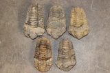 (5) TRILOBITE Fossil Specimens from Morocco (ONE$)