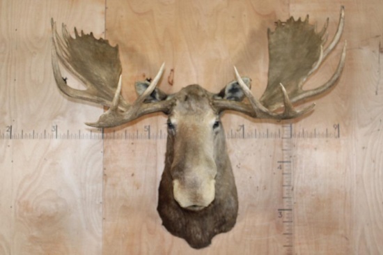 500 Point Moose Huge 28-Point MOOSE Shoulder Mount | Art, Antiques & Collectibles ...