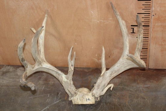 XL 16-Point WHITETAIL DEER Antler Rack on a Skull Cap