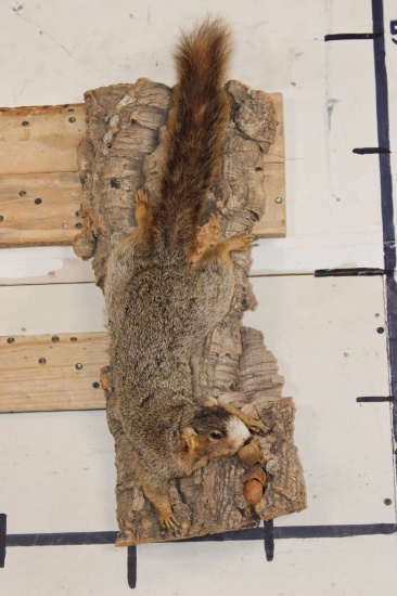 Life-sized FOX SQUIRREL Mounted on a Real Piece of Tree Bark
