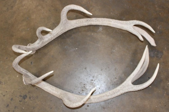 (2) RED STAG Antler Sheds (ONE$)