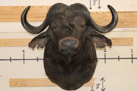 CAPE BUFFALO Shoulder Mount