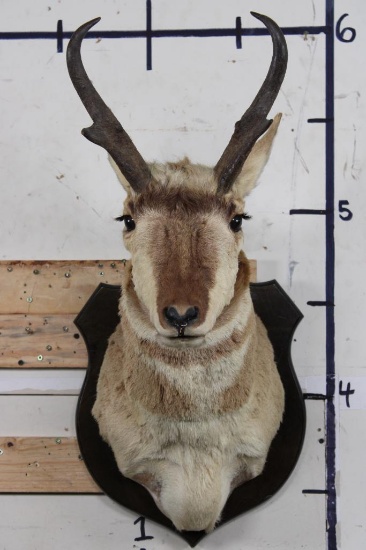 PRONGHORN Shoulder Mount on a Wooden Plaque