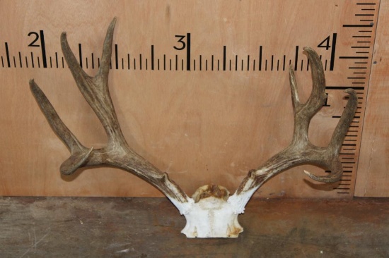 8-Point MULE DEER Antler Rack on a Skull Cap | Art, Antiques ...