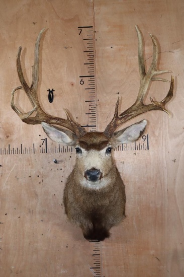 Big 14-Point MULE DEER Shoulder Mount