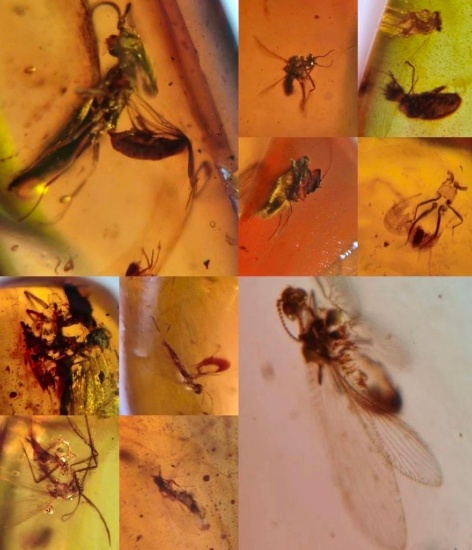 (10) Pieces of Authentic Myanmar AMBER Fossil Specimens with a *Rare* Mantis Inclusion and more!
