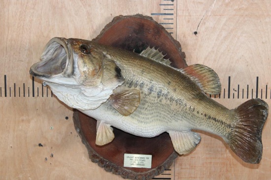 Big *Real Skin* BASS Fish Mounted on a Log Slice Plaque