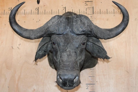 CAPE BUFFALO Shoulder Mount from the Sam Snead Collection