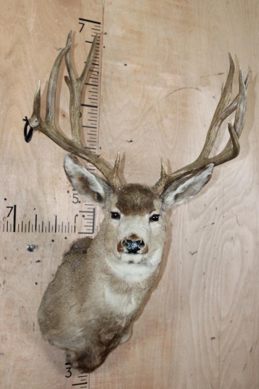 12-Point MULE DEER Shoulder Mount